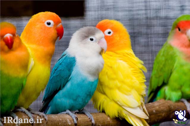عکس زیباترین پرندگان جهان