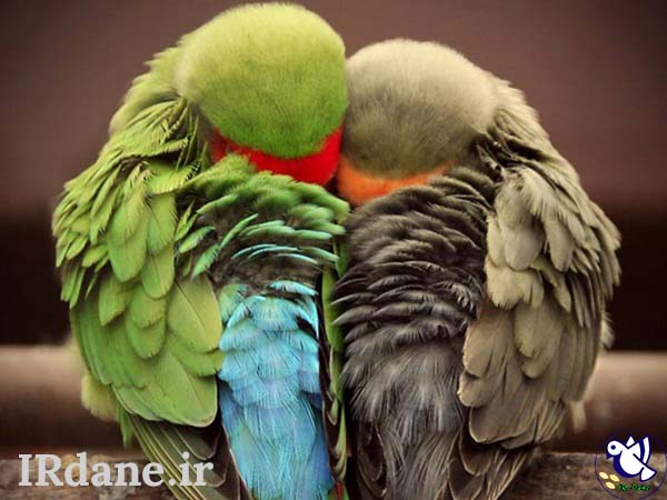 عکس زیباترین پرندگان جهان