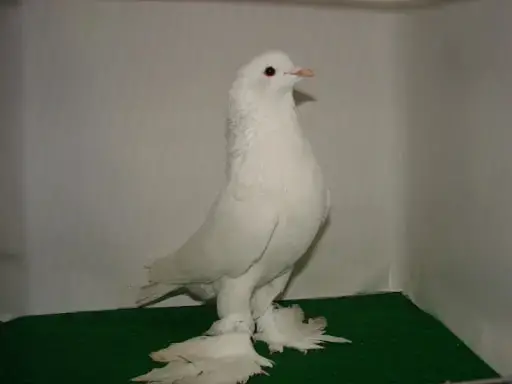 کبوتر زینتی